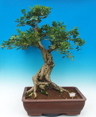 Pokój bonsai - Muraya paniculata - 1