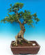 Pokój bonsai - Muraya paniculata - 1/6