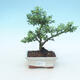 Kryty bonsai - Ilex crenata - Holly - 1/3