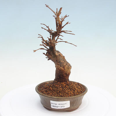 Outdoor bonsai - Buergerianum Maple - Burger Maple - 1