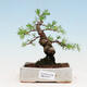 Outdoor bonsai -Larix decidua - Modrzew liściasty - 1/4