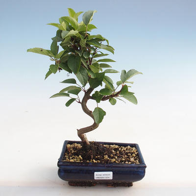 Outdoor bonsai - Malus halliana - Jabłoń drobnoowocowa - 1