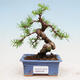 Outdoor bonsai -Larix decidua - Modrzew liściasty - 1/4