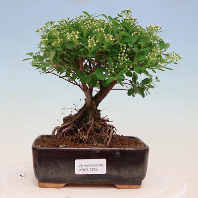 Outdoorowe bonsai - jawor drobnolistny - Spiraea japonica MAXIM - 1