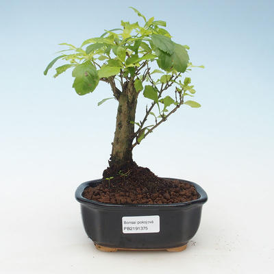 Kryty bonsai - Duranta erecta Aurea 414-PB2191375 - 1