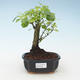 Kryty bonsai - Duranta erecta Aurea 414-PB2191375 - 1/3