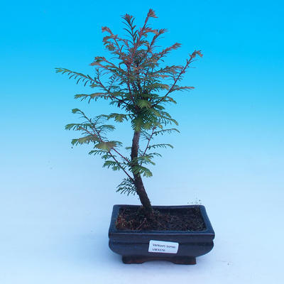 Outdoor bonsai - łysy cyprys - 1
