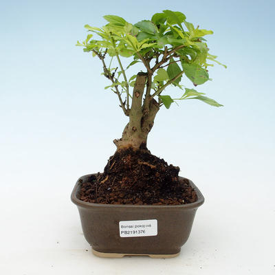 Kryty bonsai - Duranta erecta Aurea 414-PB2191376 - 1