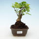 Kryty bonsai - Duranta erecta Aurea 414-PB2191376 - 1/3