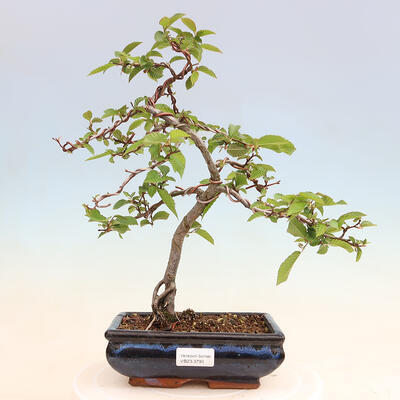 Outdoorowe bonsai - Grab - Carpinus betulus