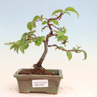 Outdoorowe bonsai - Grab - Carpinus betulus