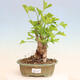 Outdoor bonsai - Ginkgo biloba - Ginkgo biloba - 1/4