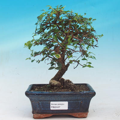 bonsai Room - Ulmus parvifolia - Malolistý wiąz - 1