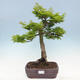 Outdoor bonsai - Acer palmatum Shishigashira - 1/6