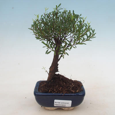 Kryty bonsai - Syzygium - Ziele angielskie - 1