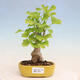 Outdoor bonsai - Ginkgo biloba - Ginkgo biloba - 1/4