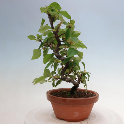Outdoor bonsai - Pseudocydonia sinensis - chińska pigwa - 1