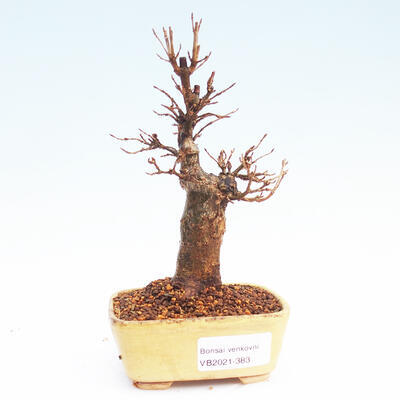 Outdoor bonsai - Buergerianum Maple - Burger Maple - 1