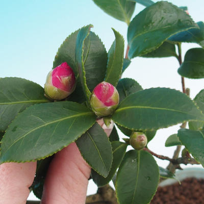 Pokój-bonsai Kamelia-euphlebia - 1