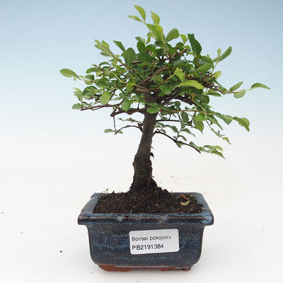 Kryty bonsai - Ulmus Parvifolia-wiąz mały liść 414-PB2191384