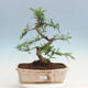 Kryty bonsai - Zantoxylum piperitum - drzewo pieprzowe - 1/4