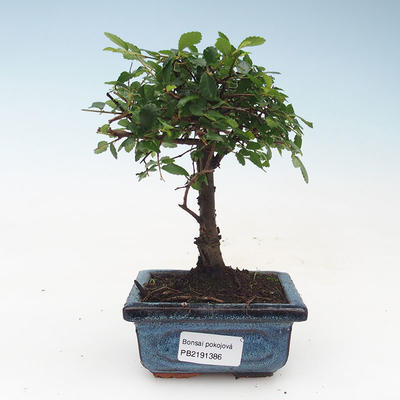 Kryty bonsai - Ulmus Parvifolia-Elm 414-PB2191386