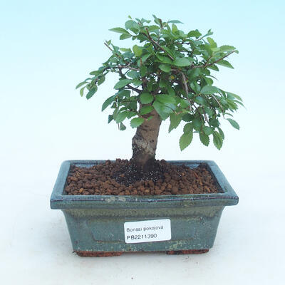 Indoor bonsai-Ulmus Parvifolia-Wiąz drobnolistny