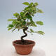 Outdoor bonsai - Pseudocydonia sinensis - chińska pigwa - 1/4