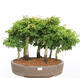Outdoor bonsai - Acer palmatum SHISHIGASHIRA- Klon drobnolistny - 1/4