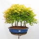 Outdoor bonsai - Acer palmatum Aureum - Klon złotolistny o liściach palmowych - 1/4