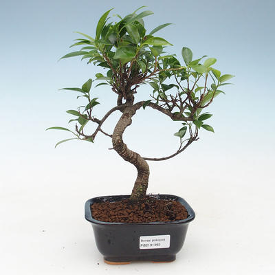 Kryty bonsai - kimono Ficus - figowiec mały liść 414-PB2191393