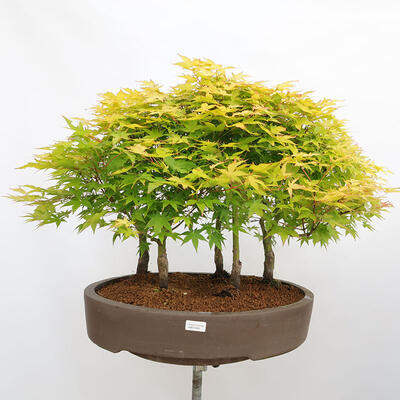 Outdoor bonsai - Acer palmatum Aureum - Klon złotolistny o liściach palmowych - 1