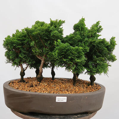 Outdoor bonsai - Cham.pis obtusa Nana Gracilis - Las cyprysowy - 1