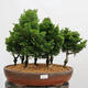 Outdoor bonsai - Cham.pis obtusa Nana Gracilis - Las cyprysowy - 1/4
