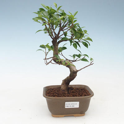 Kryty bonsai - kimono Ficus - figowiec mały liść 414-PB2191394