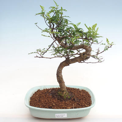 Kryty bonsai - Zantoxylum piperitum - ziarno pieprzu - 1