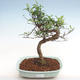 Kryty bonsai - Zantoxylum piperitum - ziarno pieprzu - 1/4