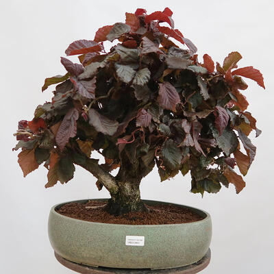 Outdoorowe bonsai - Corylus Avellana Red Majestic - Leszczyna pospolita - 1