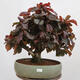 Outdoorowe bonsai - Corylus Avellana Red Majestic - Leszczyna pospolita - 1/4