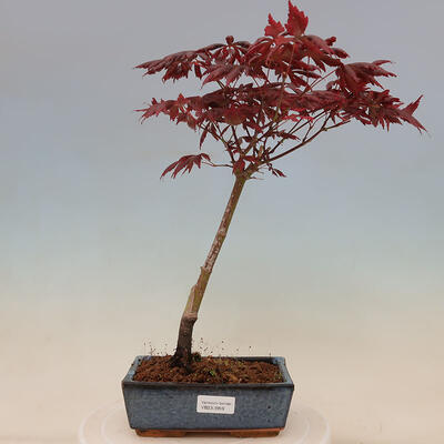 Outdoor bonsai - Acer palmatum Trompenburg - Klon czerwony