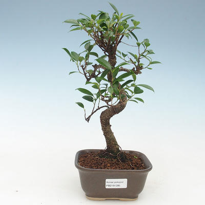Kryty bonsai - kimono Ficus - figowiec mały liść 414-PB2191395