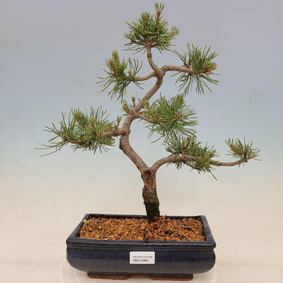 Outdoor bonsai - Pinus mugo Humpy - Klęcząca sosna - 1