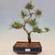 Outdoor bonsai - Pinus mugo Humpy - Klęcząca sosna - 1/4