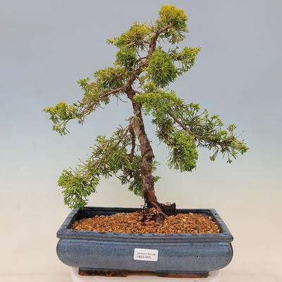Plenerowe bonsai - Juniperus chinensis plumosa aurea - chiński złoty jałowiec - 1