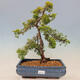 Plenerowe bonsai - Juniperus chinensis plumosa aurea - chiński złoty jałowiec - 1/4