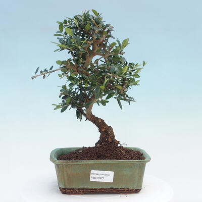 Bonsai do wnętrz - Olea europaea sylvestris - europejska oliwa drobnolistna - 1