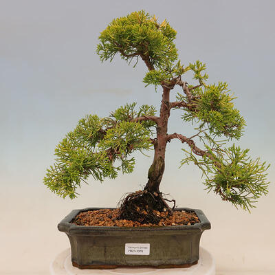 Plenerowe bonsai - Juniperus chinensis plumosa aurea - chiński złoty jałowiec - 1