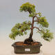 Plenerowe bonsai - Juniperus chinensis plumosa aurea - chiński złoty jałowiec - 1/4