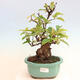 Outdoor bonsai - Pseudocydonia sinensis - Pigwa chińska - 1/7