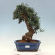 Kryte bonsai - Olea europaea sylvestris - Europejska oliwa z małych liści - 1/6
